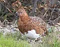 Alaska state bird
