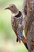 Alabama state bird