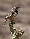 Arizona state bird