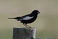 Colorado state bird