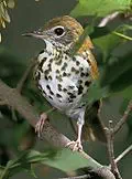 District of Columbia state bird