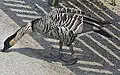 Hawaii state bird