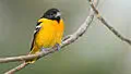 Maryland state bird
