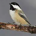 Maine state bird