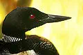 Minnesota state bird