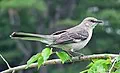 Mississippi state bird
