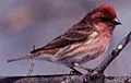 New Hampshire state bird