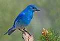 Nevada state bird