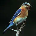 New York state bird