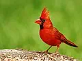 Ohio state bird