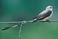 Oklahoma state bird