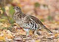 Pennsylvania state bird