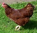 Rhode Island state bird