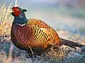 South Dakota state bird