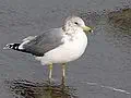 Utah state bird