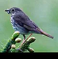 Vermont state bird