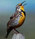 Wyoming state bird